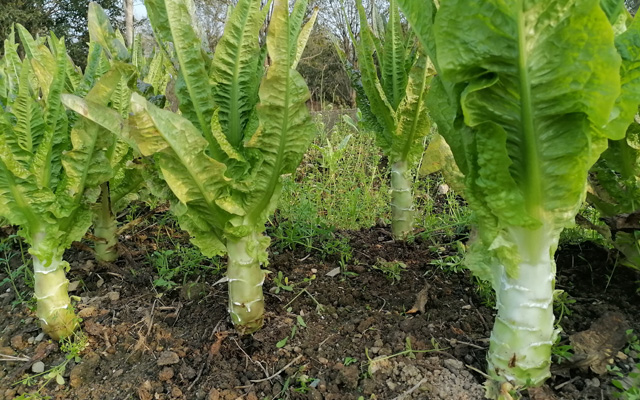 萵筍的高效種植技術(shù)要點詳解